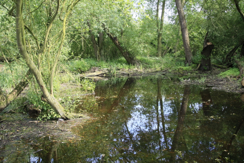 Pond in reserve